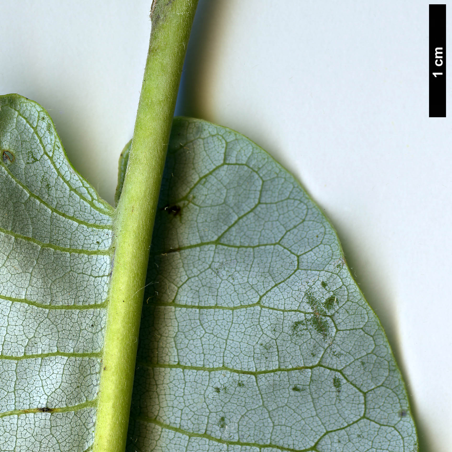 High resolution image: Family: Magnoliaceae - Genus: Magnolia - Taxon: macrophylla - SpeciesSub: var. ashei